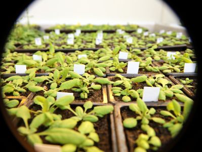 cultures d'arabidopsis