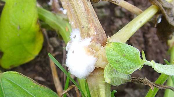 Sclerotinia sclerotiorum sur une tige de coco